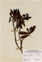 藏品(玉山杜鵑)的圖片